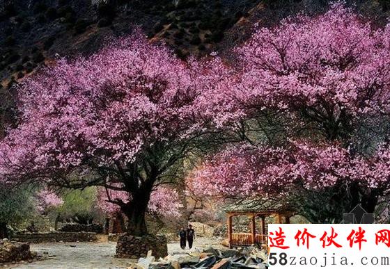 西藏林芝“桃花溝”