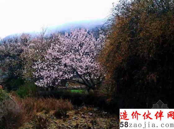 西藏林芝“桃花溝”