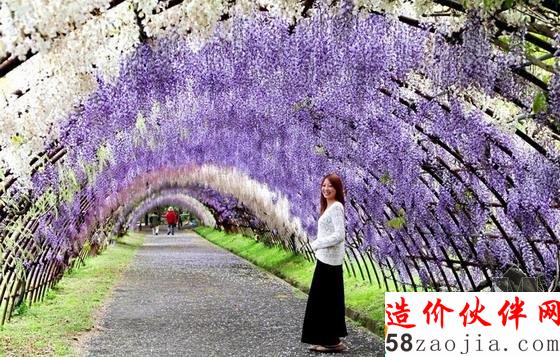 河內(nèi)藤園紫藤隧道