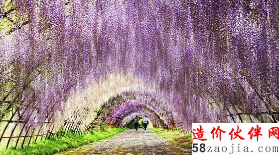 河內(nèi)藤園紫藤隧道