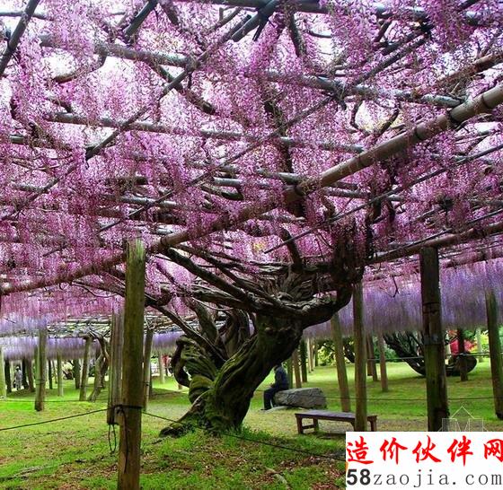 河內(nèi)藤園紫藤隧道