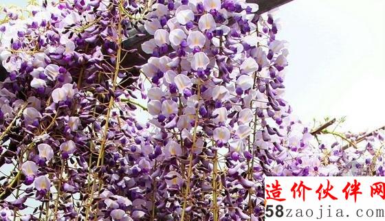 河內(nèi)藤園紫藤隧道