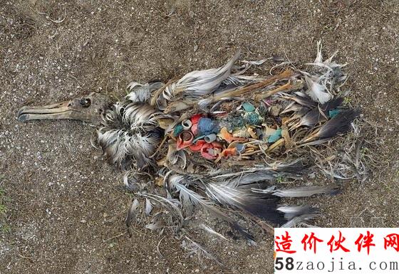 死鳥。遠離世界商業(yè)中心的中途島沙灘上躺著一只信天翁殘骸