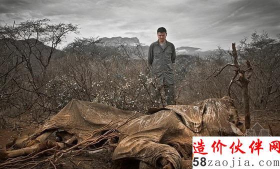 肯尼亞北部,籃球明星姚明站在被偷獵的大象前