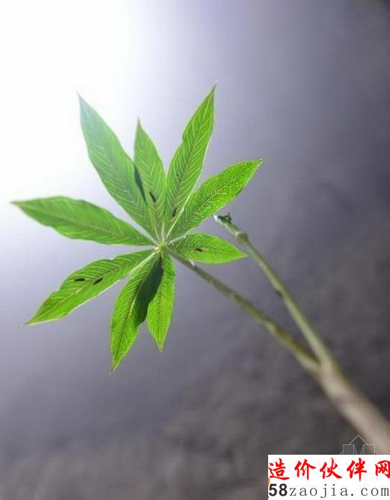 湖北天坑里的“動(dòng)植物王國(guó)”