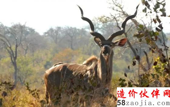 準(zhǔn)備好心跳加速了嗎?在“野獸”肚子里住一晚