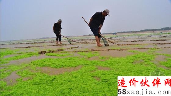 山東滸苔來襲漁船似停泊“大草原”