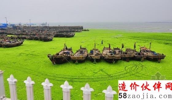 山東滸苔來襲漁船似停泊“大草原”