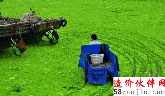 山東滸苔來襲漁船似停泊“大草原”