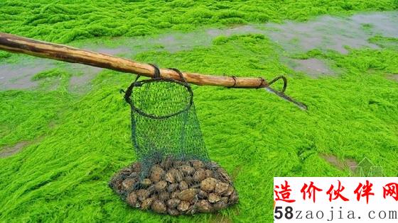 山東滸苔來襲漁船似停泊“大草原”
