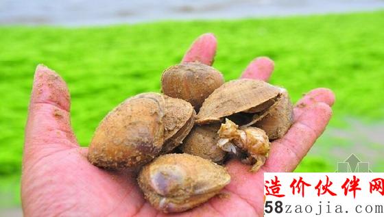 山東滸苔來襲漁船似停泊“大草原”