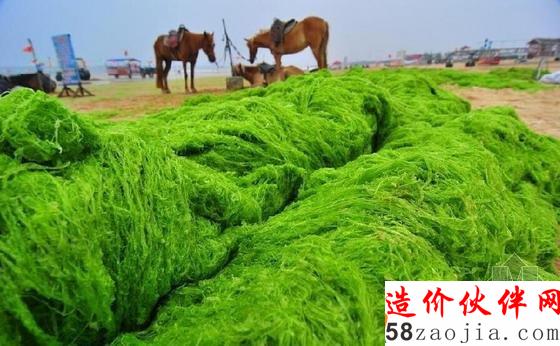 山東滸苔來襲漁船似停泊“大草原”