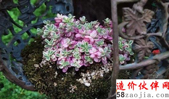 締造通話 韓國(guó)香草王國(guó)農(nóng)園