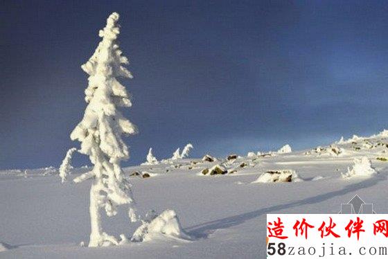 世界上最古老的樹:9500歲冰河時期云杉