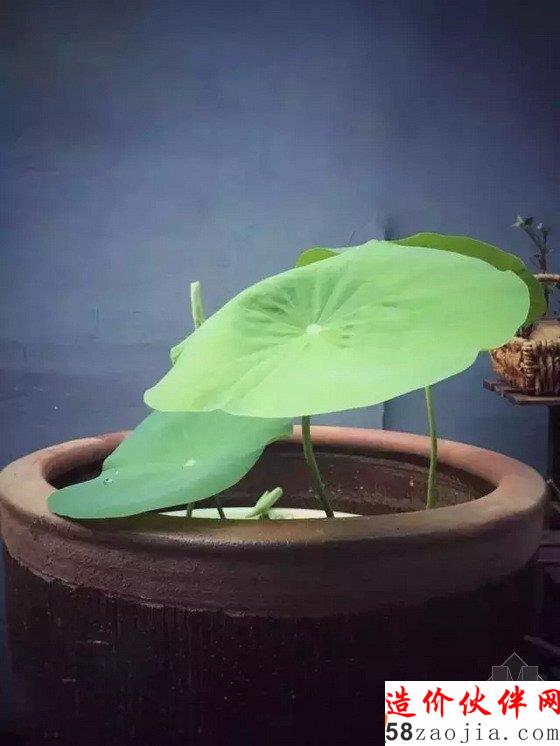 網(wǎng)購狂人3500元把出租房變成后花園:生活不是租來的!