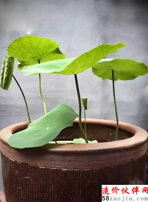 網(wǎng)購狂人3500元把出租房變成后花園:生活不是租來的!