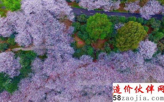 大美!湖南森林植物園800畝櫻花園綻放!