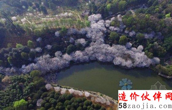 大美!湖南森林植物園800畝櫻花園綻放!
