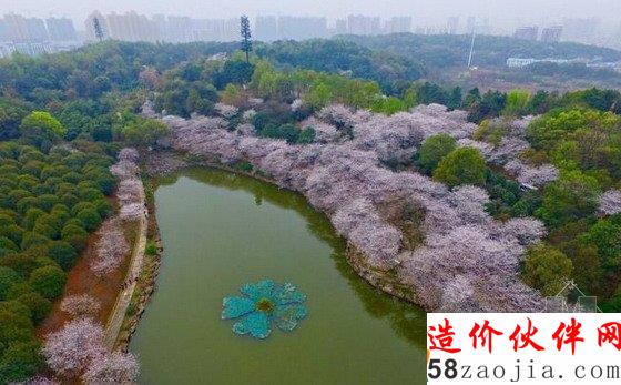大美!湖南森林植物園800畝櫻花園綻放!