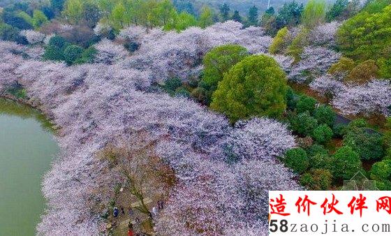 大美!湖南森林植物園800畝櫻花園綻放!