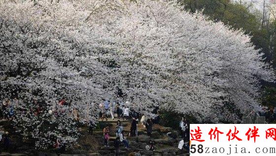 大美!湖南森林植物園800畝櫻花園綻放!
