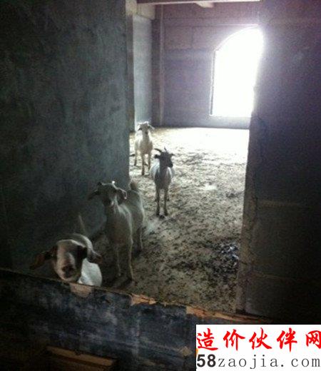 其中,部分酒店房間成了羊圈,有人將數(shù)十只羊圈養(yǎng)在樓內(nèi),白天定時(shí)將羊群趕出就地吃草,吃完再趕回樓內(nèi)。