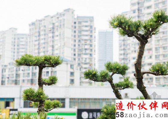 7旬老人8年打造700平米“空中花園”