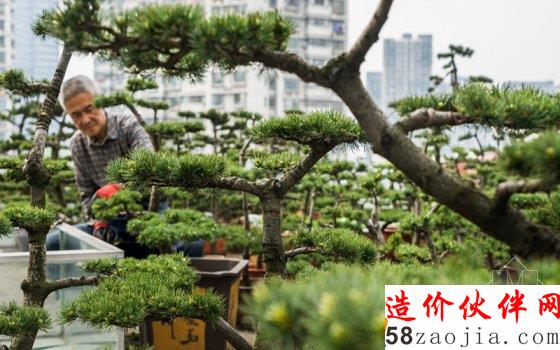 7旬老人8年打造700平米“空中花園”