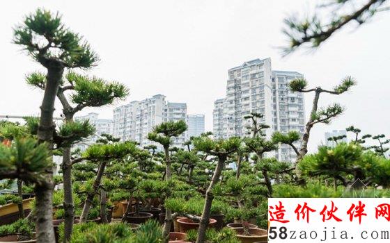 7旬老人8年打造700平米“空中花園”