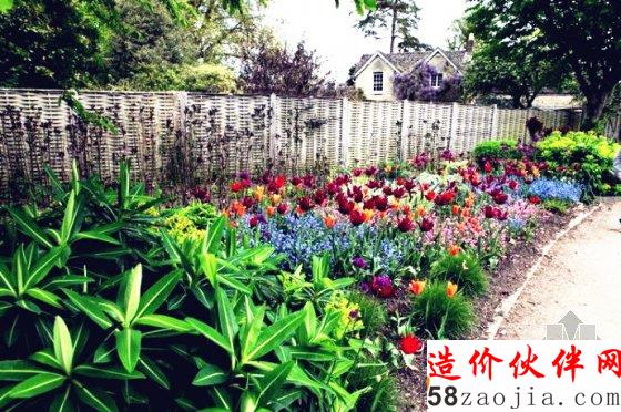 英國(guó)切爾西花展正當(dāng)紅 夏洛特公主菊展出