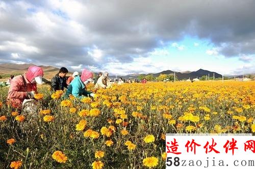 京津周邊風(fēng)沙源治理一期工程范圍內(nèi)的內(nèi)蒙古克什克騰旗熱水鎮(zhèn)農(nóng)民在收獲萬壽菊(10月6日攝)。為進一步減輕風(fēng)沙危害,構(gòu)筑北方生態(tài)屏障,在京津周邊風(fēng)沙源治理一期工程取得顯著成效的基礎(chǔ)上,我國將實施為期10年的“京津風(fēng)沙源治理二期工程規(guī)劃”,建設(shè)期為2013年—2022年,工程區(qū)范圍由北京、天津、河北、山西、內(nèi)蒙古5個。▍^(qū)、市)的75個縣(旗、市、區(qū))擴大至包括陜西在內(nèi)6個。▍^(qū)、市)的138個縣(旗、市、區(qū)),總投資達877.92億元。京津風(fēng)沙源治理二期工程建設(shè)目標為:到2022年,一期工程建設(shè)成果得到有效鞏固,工程區(qū)內(nèi)可治理的沙化土地得到基本治理,基本建成京津及華北北部地區(qū)的綠色生態(tài)屏障,工程區(qū)經(jīng)濟結(jié)構(gòu)繼續(xù)優(yōu)化,可持續(xù)發(fā)展能力穩(wěn)步提高,林草資源得到合理有效利用,全面實現(xiàn)草畜平衡,草原畜牧業(yè)和特色優(yōu)勢產(chǎn)業(yè)向質(zhì)量效益型轉(zhuǎn)變?nèi)〉弥卮筮M展;工程區(qū)農(nóng)牧民收入穩(wěn)定在全國農(nóng)牧民平均水平以上,生產(chǎn)生活條件全面改善,走上生產(chǎn)發(fā)展、生活富裕、生態(tài)良好的發(fā)展道路。新華社記者 張領(lǐng) 攝